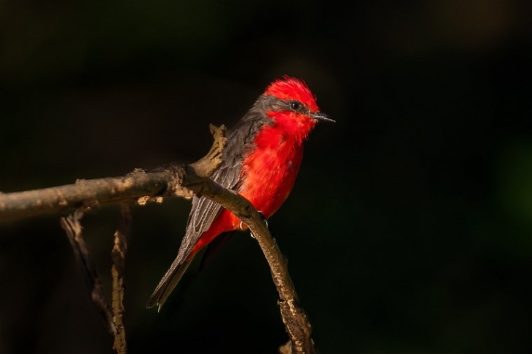 095 Noord Pantanal, rode tiran.jpg